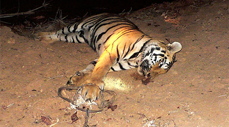 article_tiger_poaching_inline2