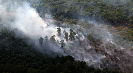 Haze rising from an oil palm plantation and forest in Riau 2015