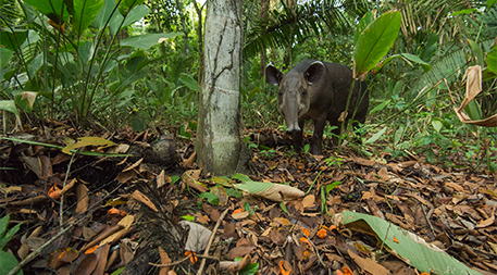 Tapir eating orange fruits scattered on the ground, showing seed dispersal
