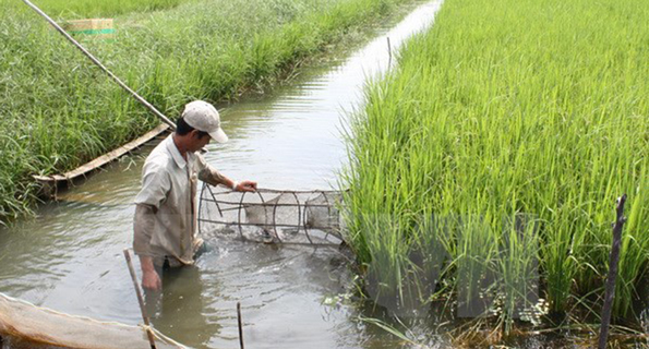 shrimp / prawn farming in the Mekong Delta