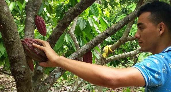 picking cacao