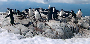 Penguins on Thin Ice