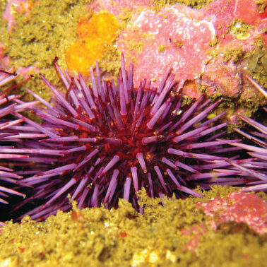 What does ocean acidification mean for sea life?