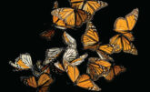 Monarch butterflies photo