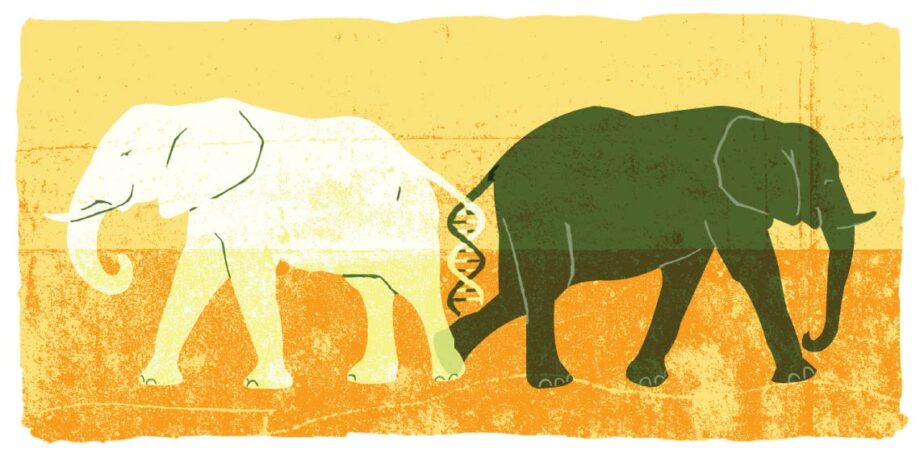 Elephant DNA illustration
