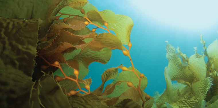 Giant Kelp (Macrocystis pyrifera) underwater