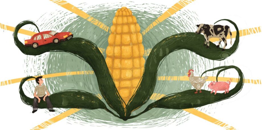 America's corn system