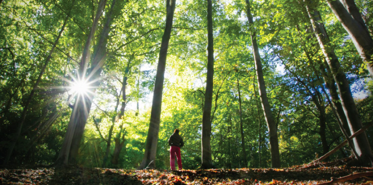 Woman standing in woods with towering trees