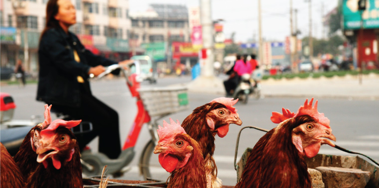 Chickens and humans in China