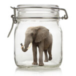 African elephant in a preserves jar
