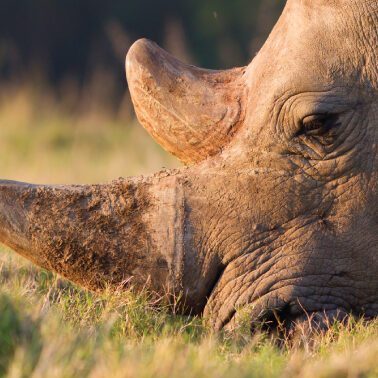 As numbers dwindle, a race to save rhinos