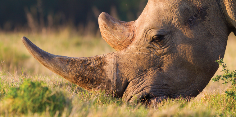 Close-up of white rhino