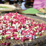Documenting the impact of improved climbing beans in Rwanda