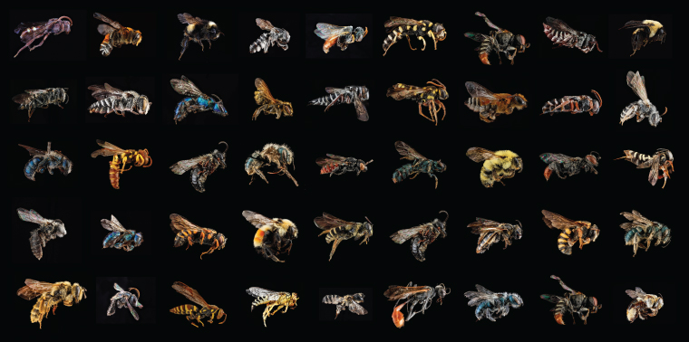 Variety of bees
