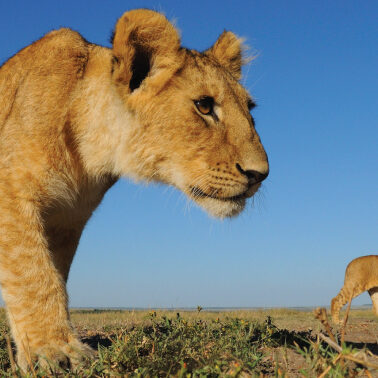 Can mock hunts save lions’ lives?