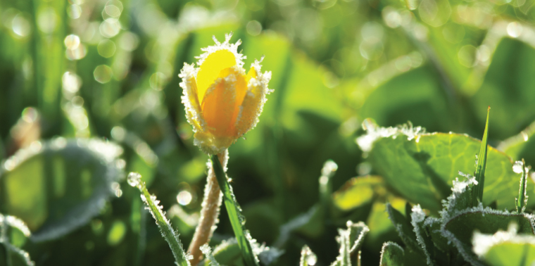 Frozen spring flower