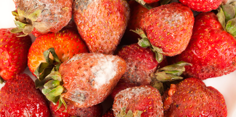 Photo of mouldy strawberries