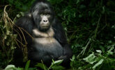 Virunga National Park, Democratic Republic of the Congo