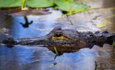 Everglades National Park, United States