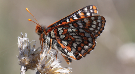 Edith's Checkerspot butterfly