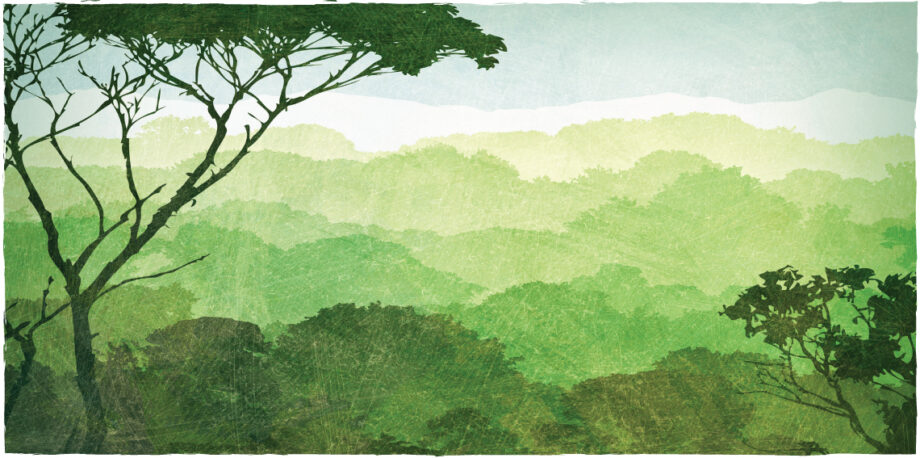 Rainforest illustration