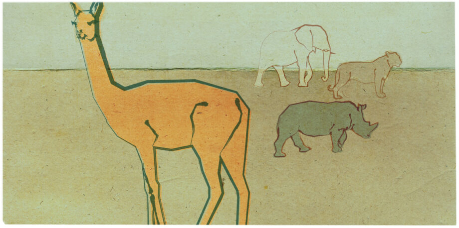 Vicuna with elephant, tiger and rhino in background