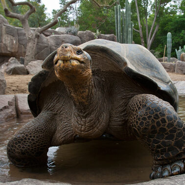 What can an engineer learn from a tortoise?