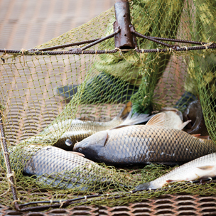 Fish in a commercial fish farming net