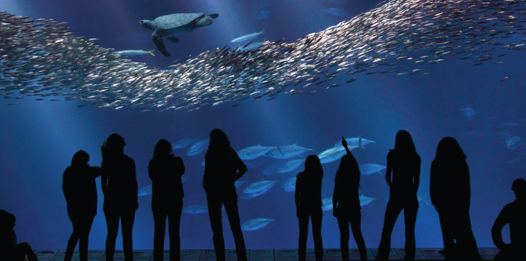 Open Sea exhibit at the Monterey Bay Aquarium