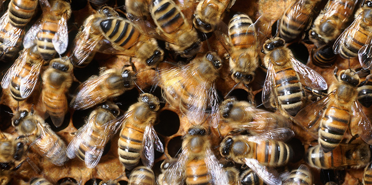 Dancing bees waggle their way to happier habitat