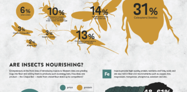 Can Insects Feed A Hungry Planet?