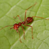 Can Ants Help Slow Climate Change?