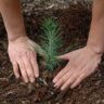 Planting Trees to Fight Ozone