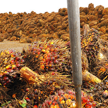 How did palm oil become such a problem — and what can we do about it?