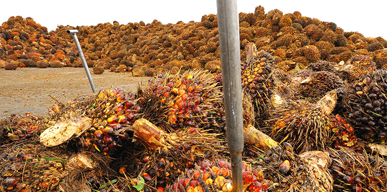 Large pile of palm oil fruit
