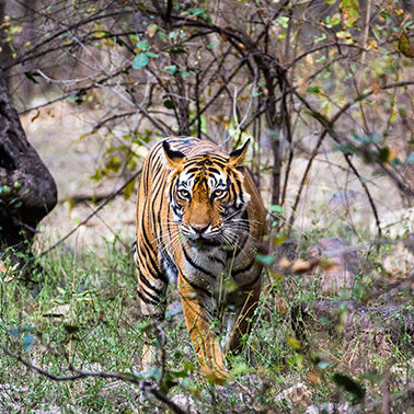 Can big data save the last of India’s wild tigers?