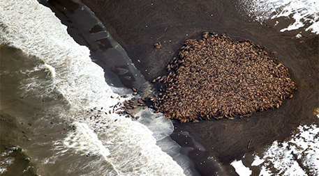 Chukchi sea walrus at Point Lay, Alaska in September 2014