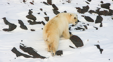 Hybrid polar grizzly bear