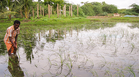 Salt-tolerant rice has helped Sundarbans farmer Bhagyadhar Pramanik maintain production after tropical storm Aila inundated the farmland with salt water. Source: ENDEV.