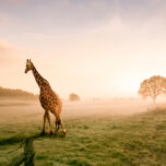 Giraffes in the sunset