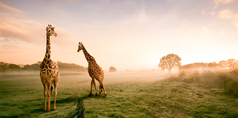 Giraffes in the sunset
