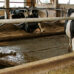 Scraper collecting cow manure on Blue Spruce Farm