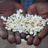 Seeds of change in sub-Saharan Africa