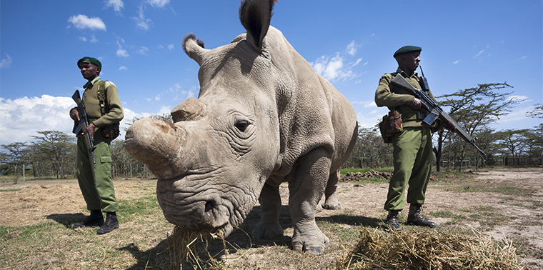 Rare white rhinos get own armed guards, Ol Pejeta Conservancy in Kenya, Africa