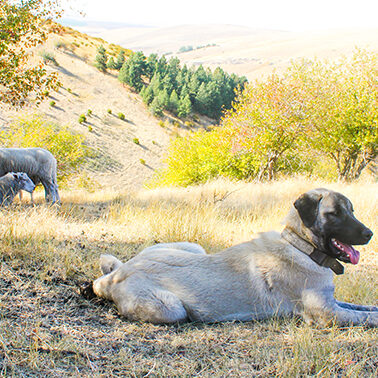 Searching for the best dog to save livestock — and wildlife