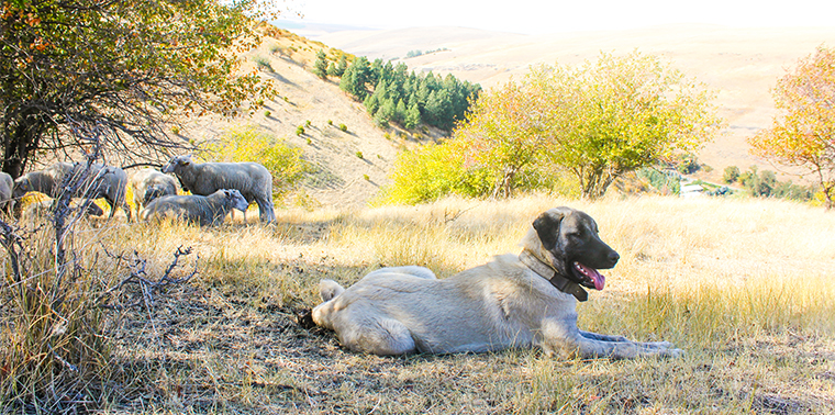 Kangal with herd of sheep