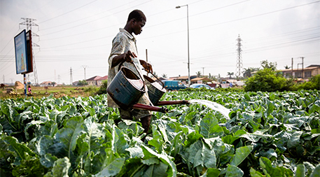 Urban farming in Ghana