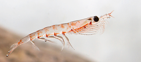 Rich in omega-3 fatty acids and other nutrients, krill face growing demand for cattle feed, aquaculture inputs and even human consumption. iStock photo © pilipenkoD