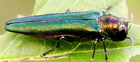 Scientists are working to develop a genetically engineered ash tree that resists the invasive and deadly emerald ash borer. Photo by Leah Bauer, USDA FS Northern Research Station (Flickr/Creative Commons)