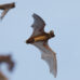 Mexican free-tailed bats in flight